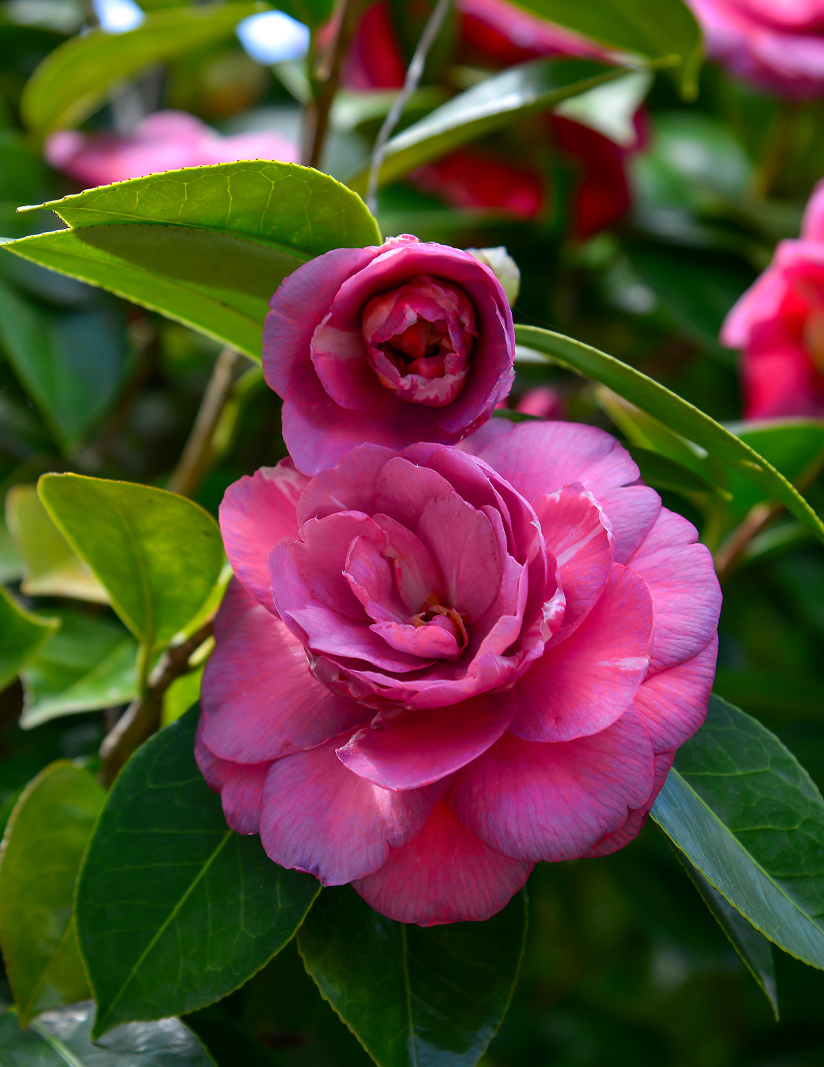Autumn Spirit Camellia