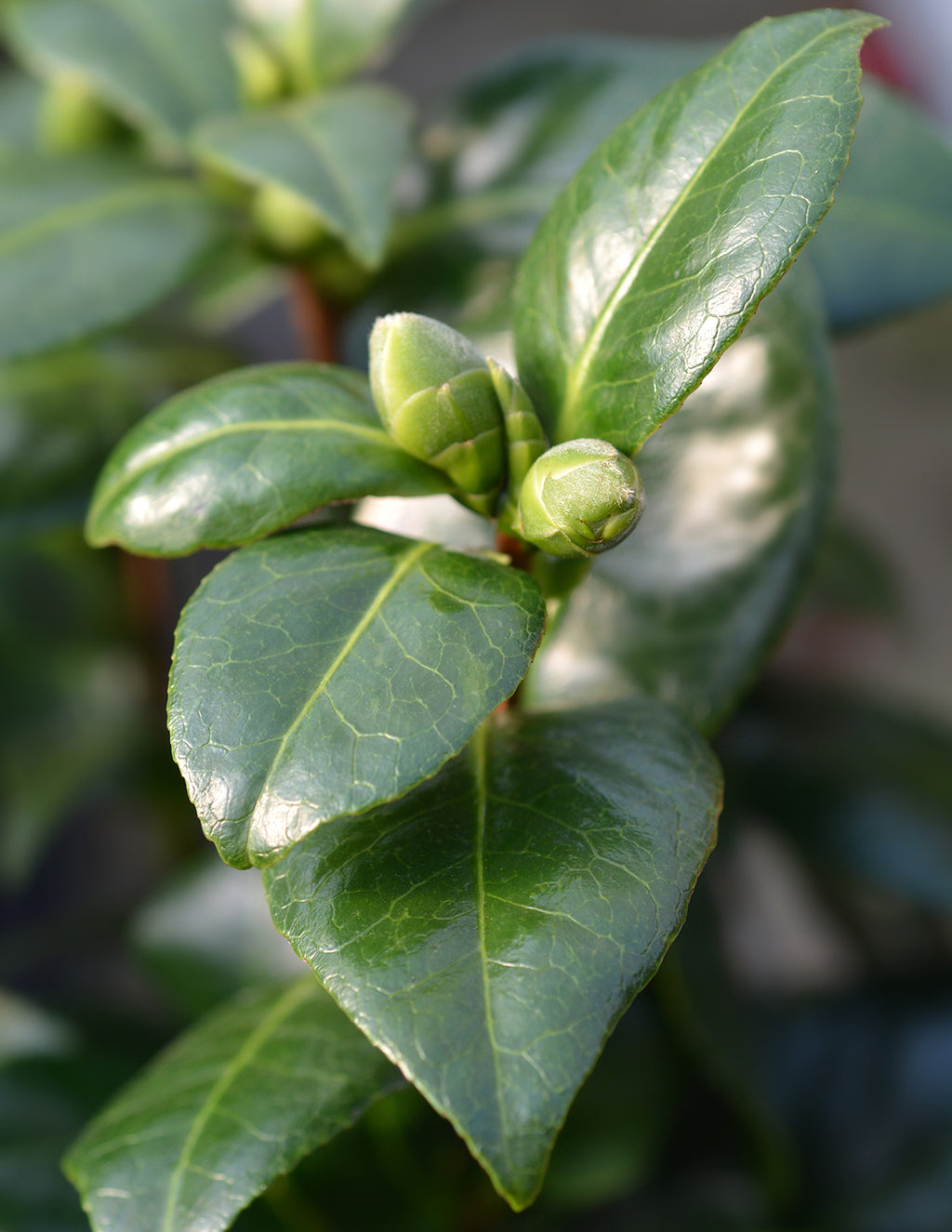 Dream Weaver Camellia