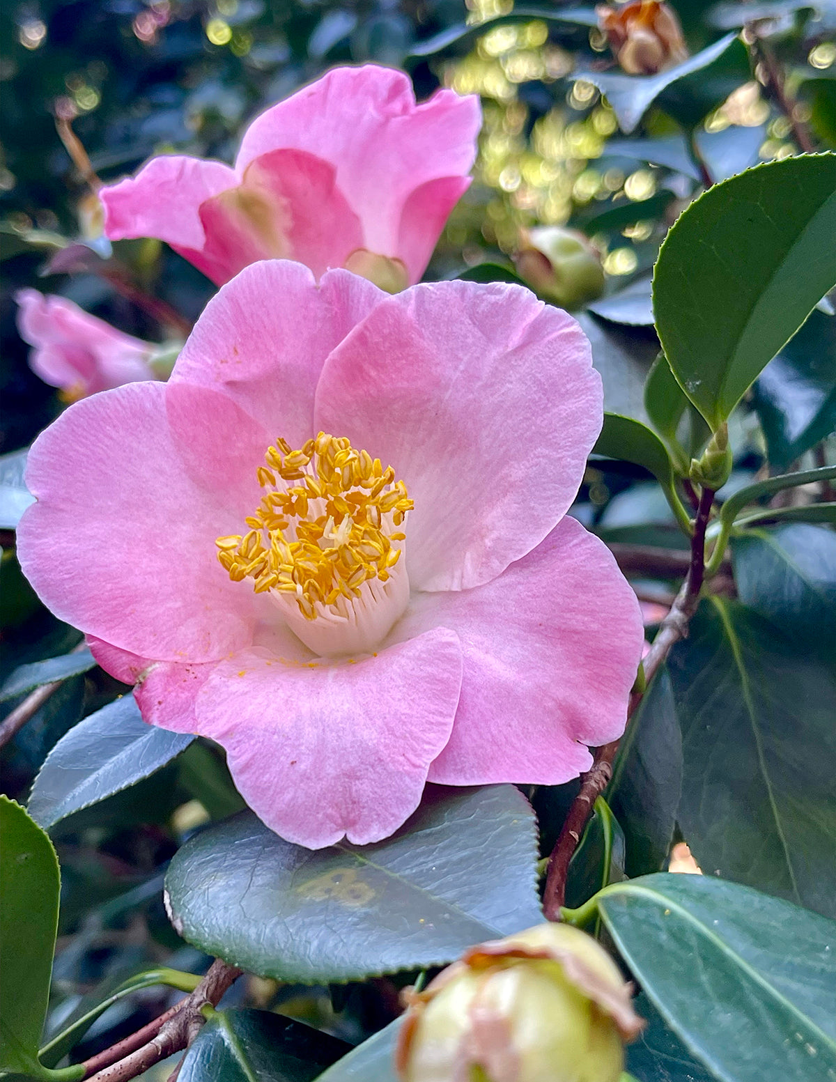 Just Chill® Double Mauve Camellia