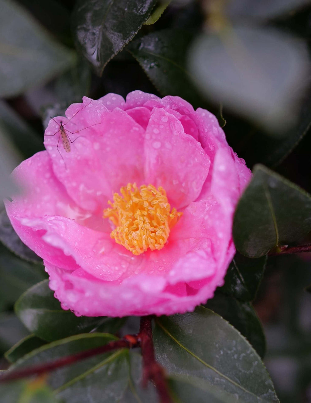 Just Chill® Double Mauve Camellia