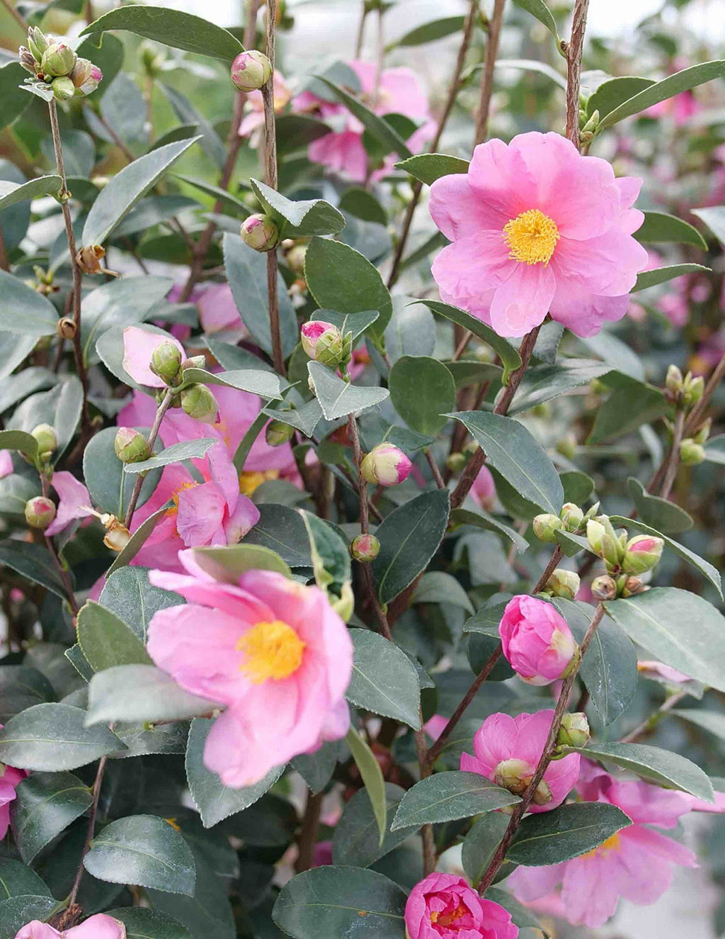 Just Chill® Double Mauve Camellia