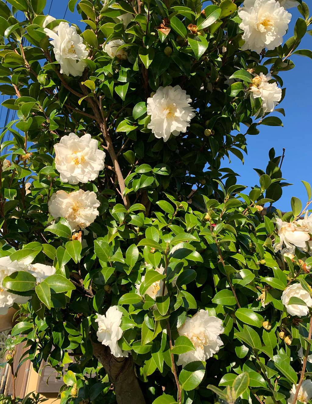 Just Chill® Double White Camellia