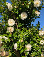 Just Chill® Double White Camellia