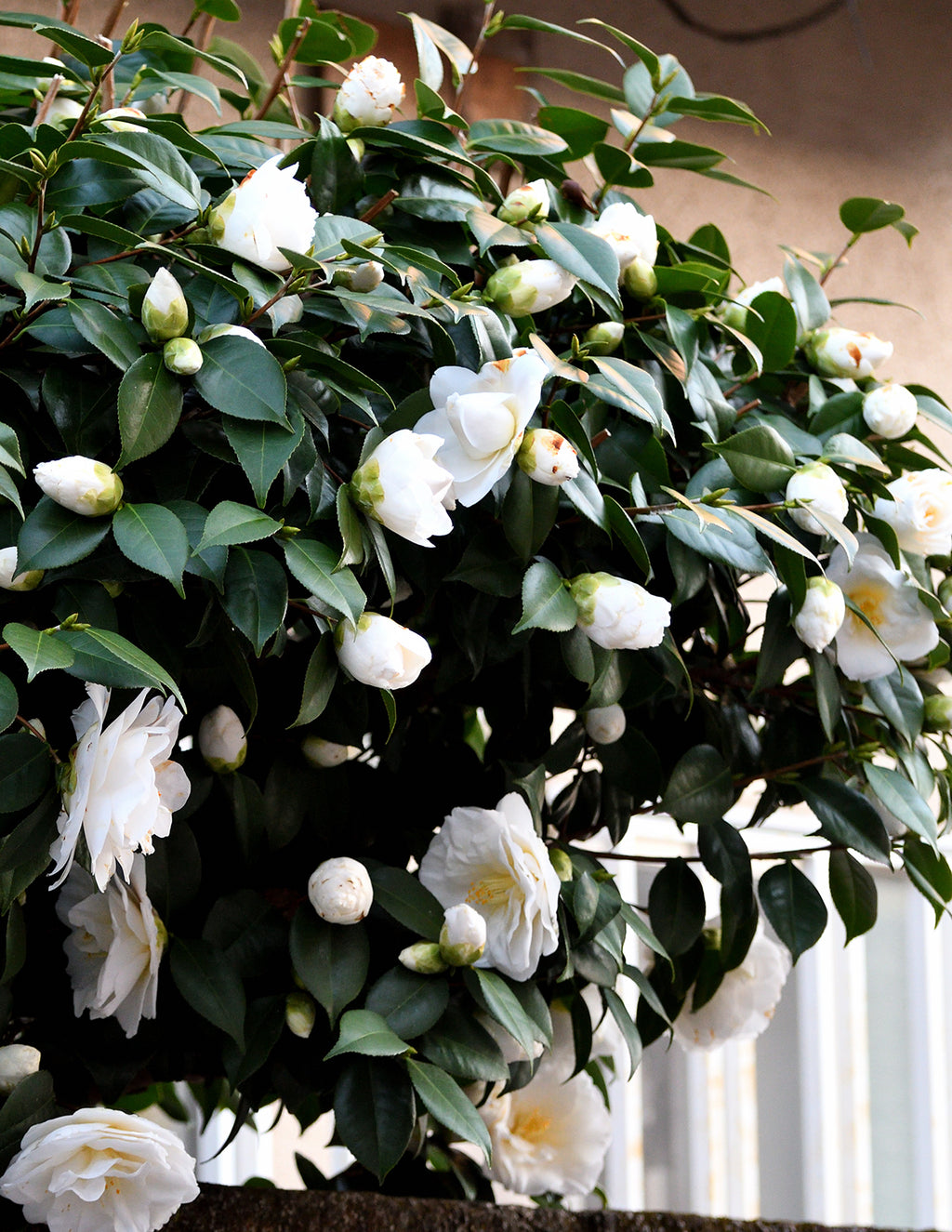 Just Chill® Double White Camellia