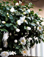 Just Chill® Double White Camellia