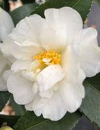 Just Chill® Double White Camellia