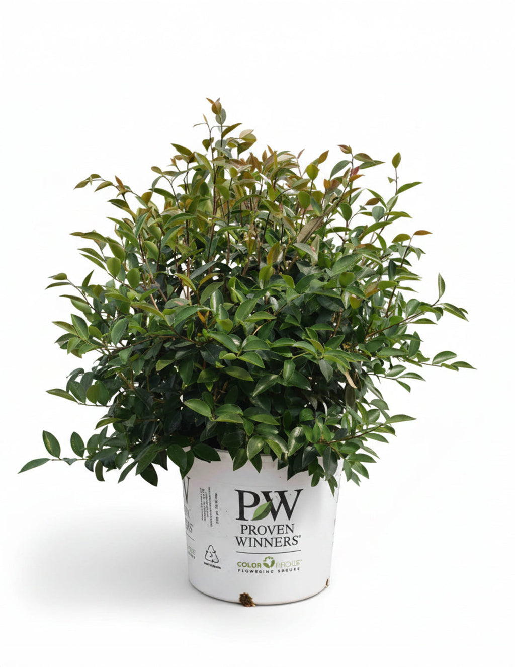Just Chill® Double White Camellia