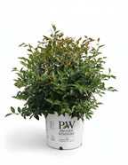 Just Chill® Double White Camellia