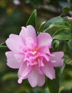 Dream Weaver Camellia