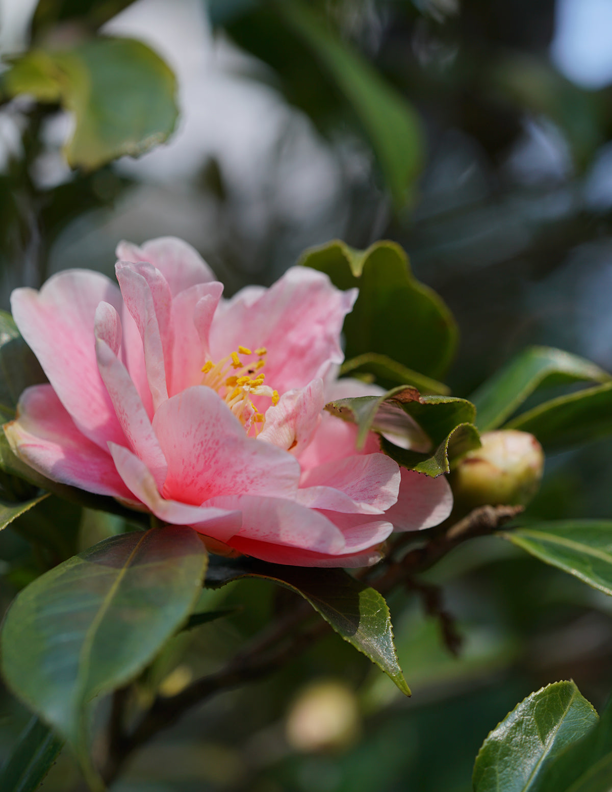 Dream Weaver Camellia