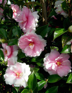 Dream Weaver Camellia