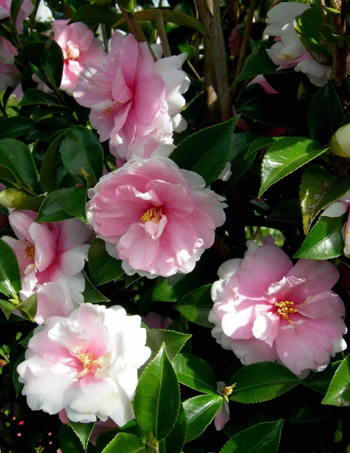 Dream Weaver Camellia