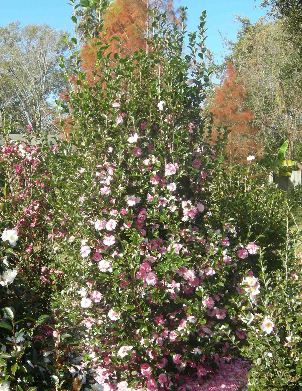 Dream Weaver Camellia