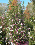 Dream Weaver Camellia