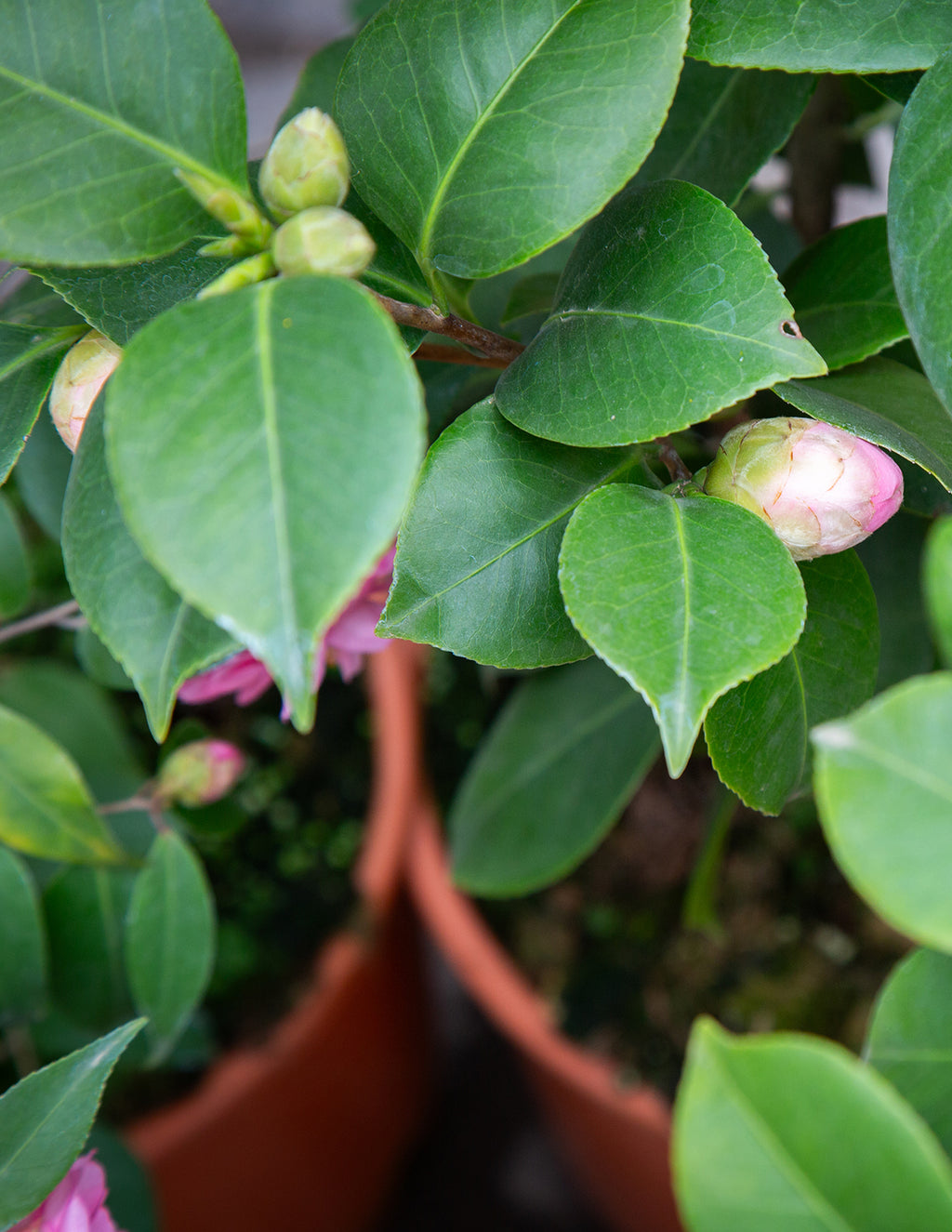 Just Chill® Double Mauve Camellia