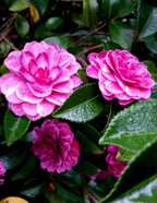 Purple Haze Camellia