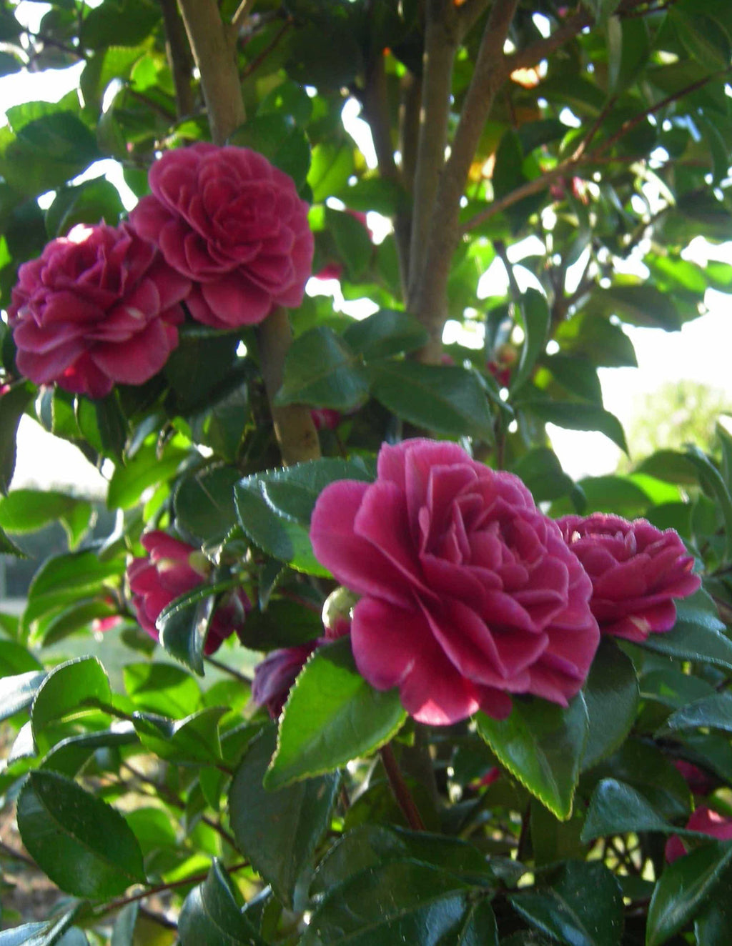 Purple Haze Camellia