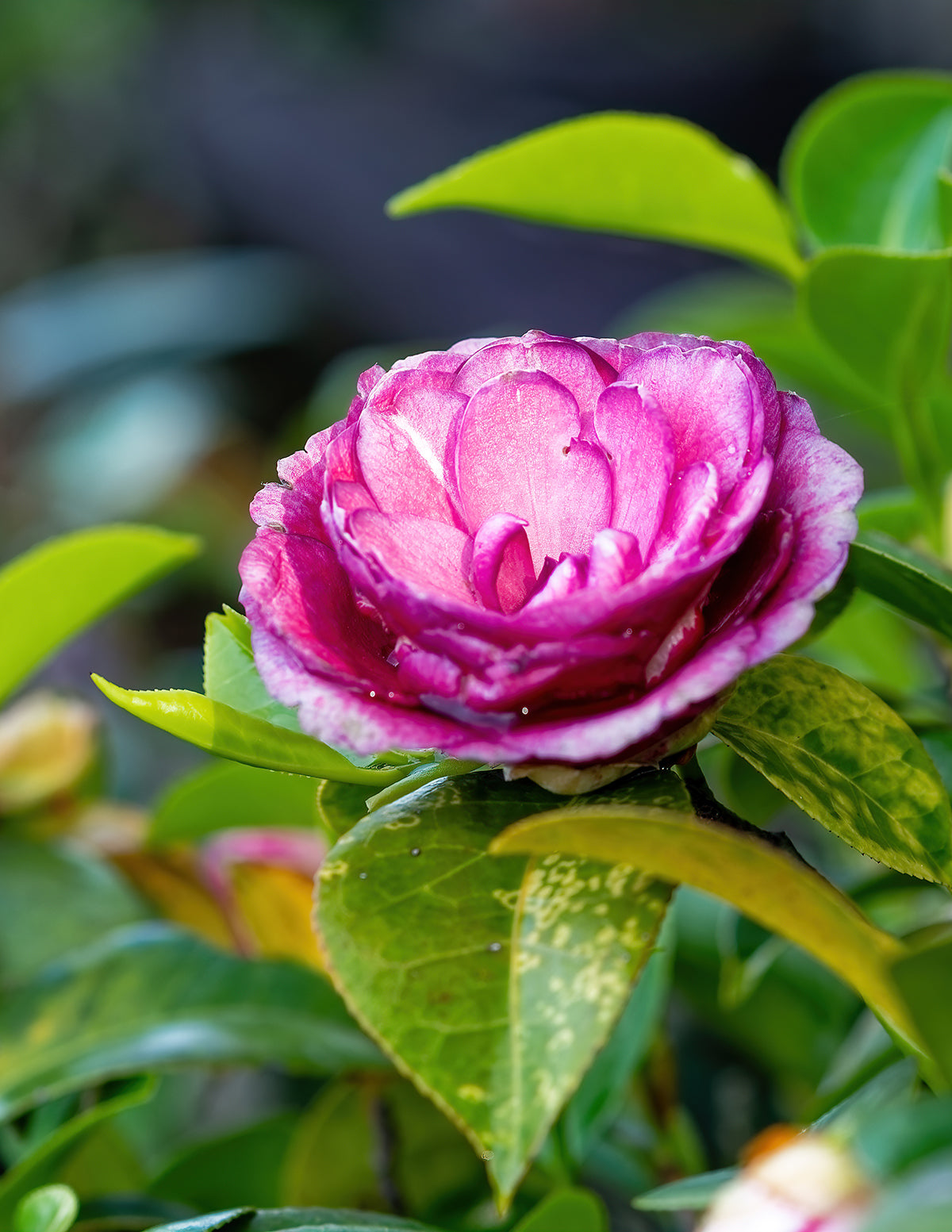 Purple Haze Camellia