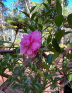 Purple Haze Camellia