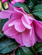 Purple Haze Camellia