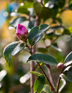 Purple Haze Camellia