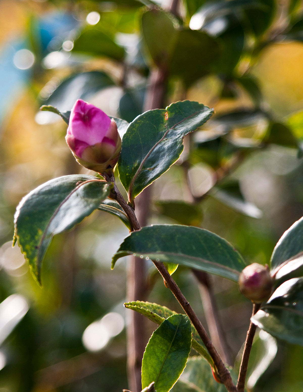 Purple Haze Camellia