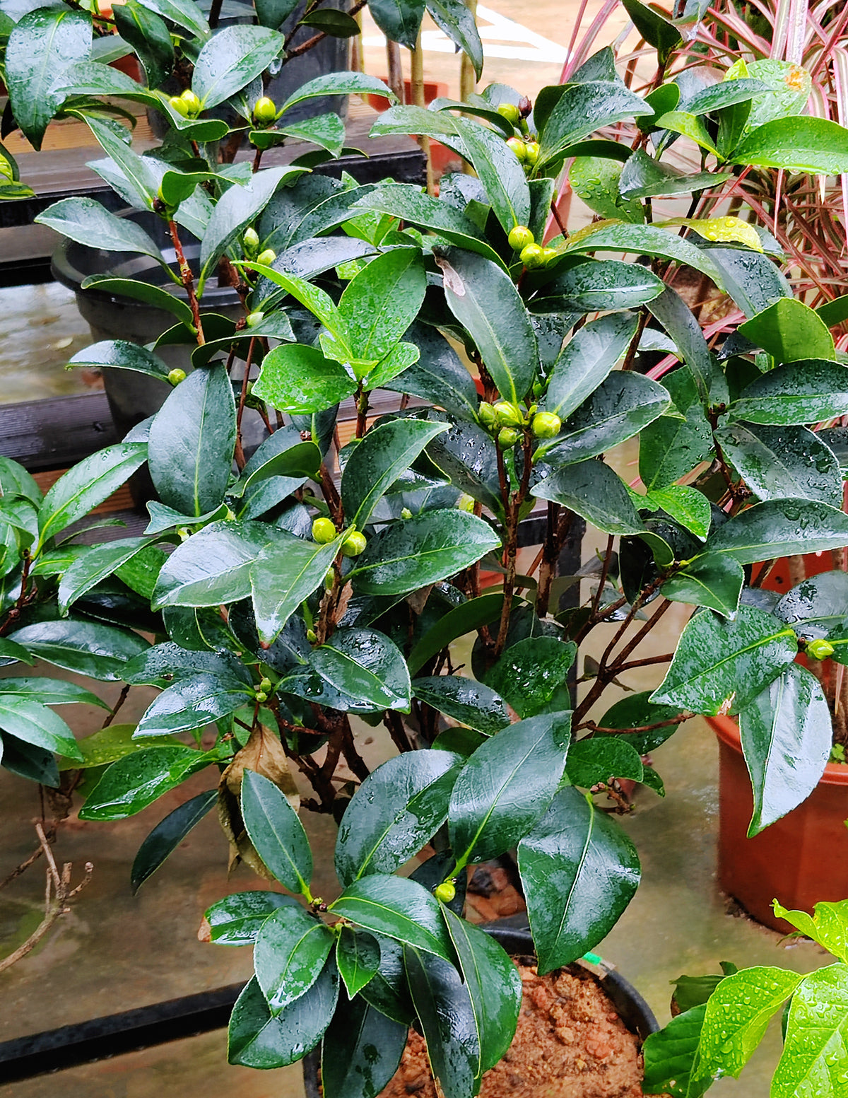 Yuletide Camellia