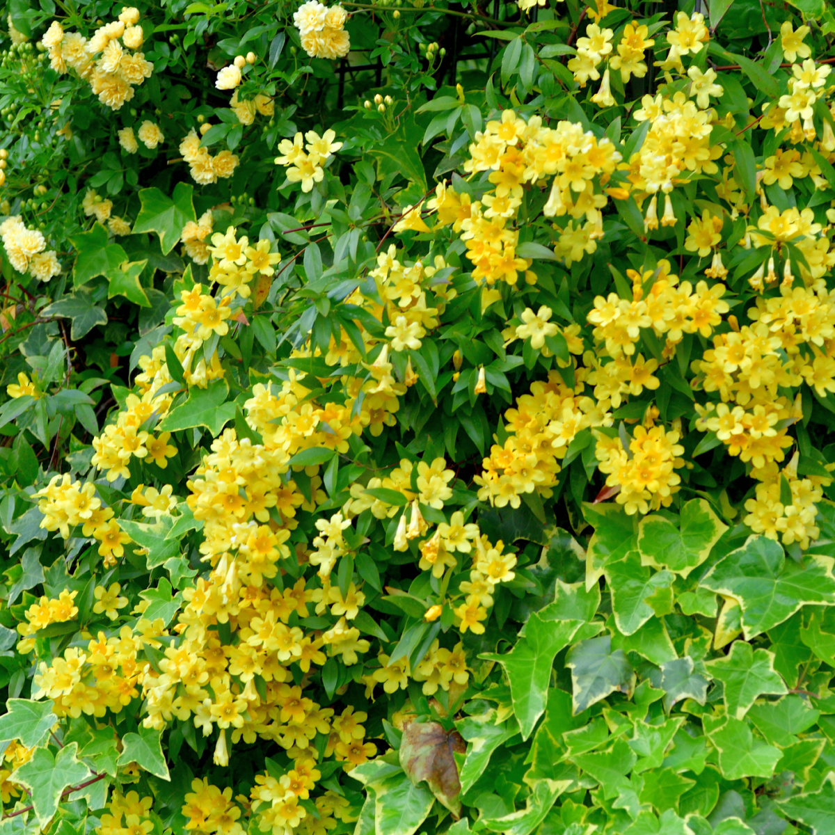 Carolina Jasmine