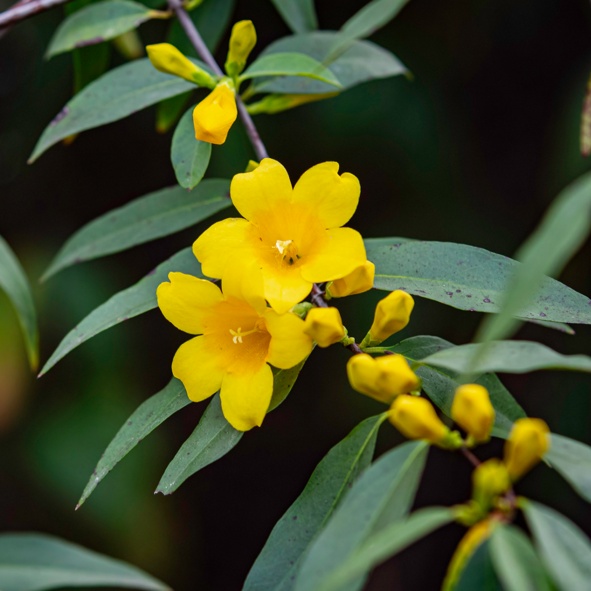 Carolina Jasmine