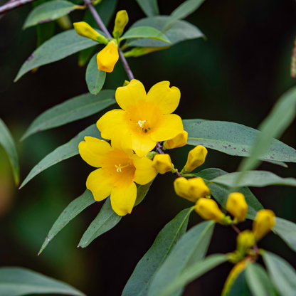 Carolina Jasmine