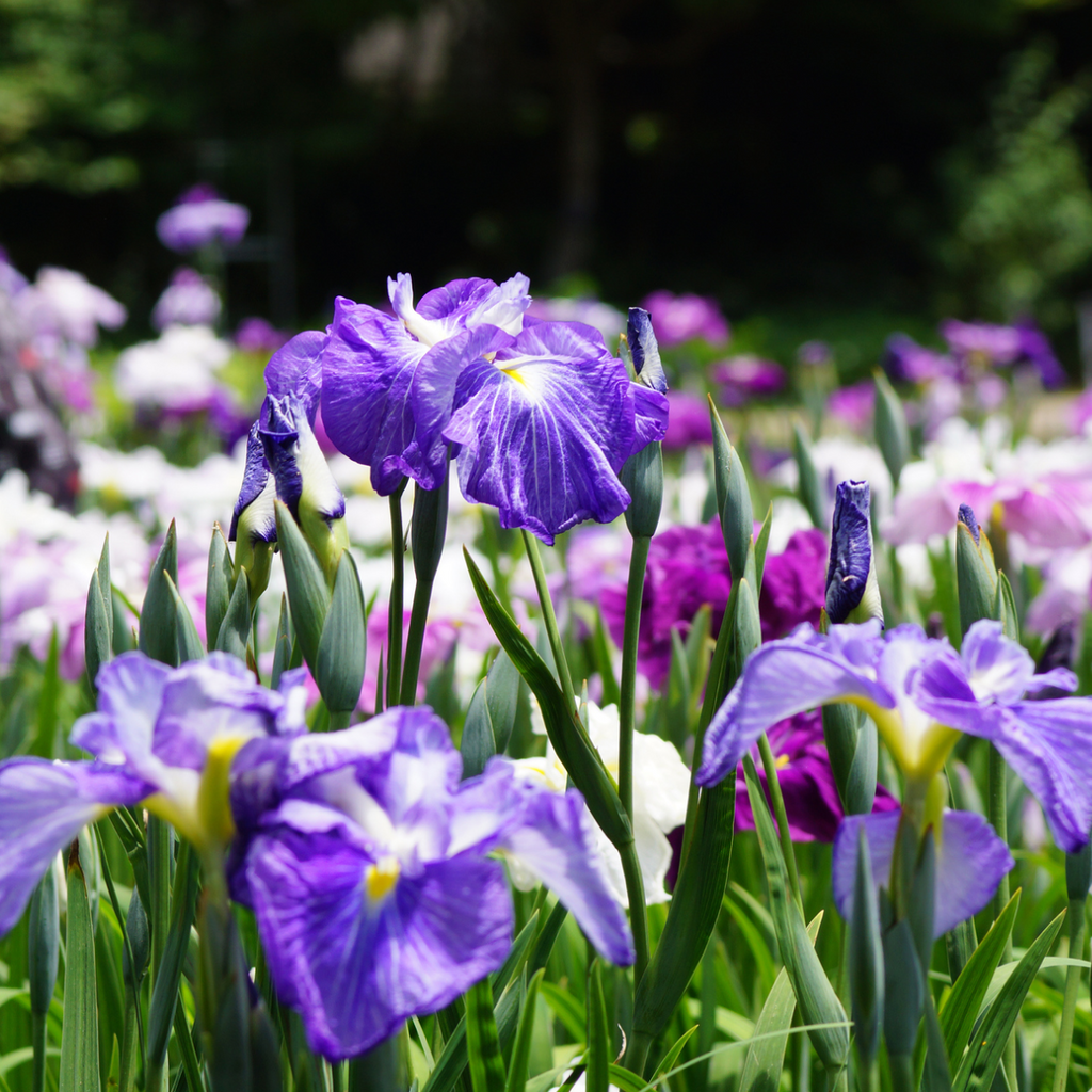 Cascade Spice Japanese Iris