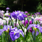 Cascade Spice Japanese Iris