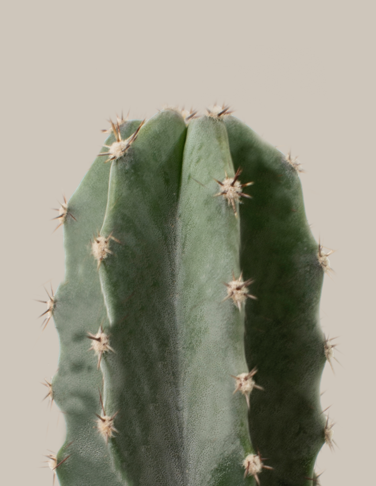 types of peruvian cactus Large Peruvian Apple Cactus Houseplant with Planter - Large (3-4' tall) Top Half Mustard Planter