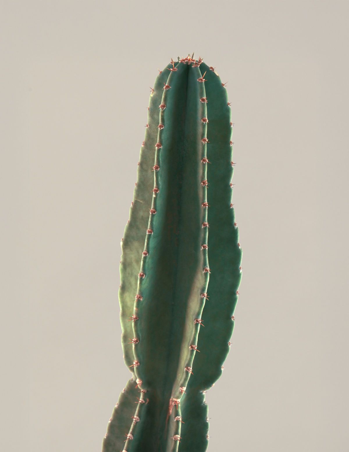 tall succulent cactus Large Peruvian Apple Cactus | Succulents & Houseplants for Delivery