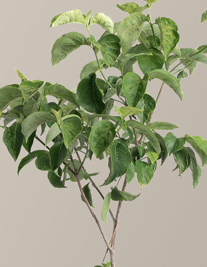Cherokee Princess® Dogwood Tree