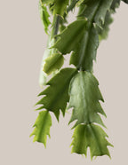 Seasonal Cactus Hanging Basket