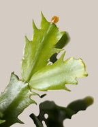 Seasonal Cactus Hanging Basket
