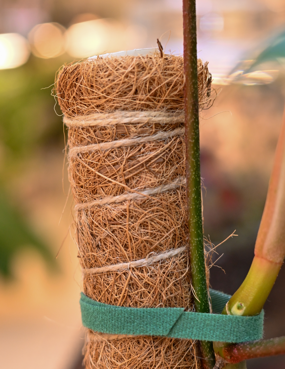 Coco Coir Pole | Shop Plant Accessories Online for Delivery