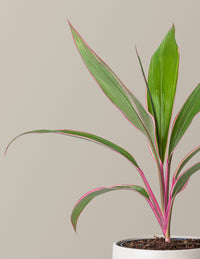 Cordyline Pink Diamond