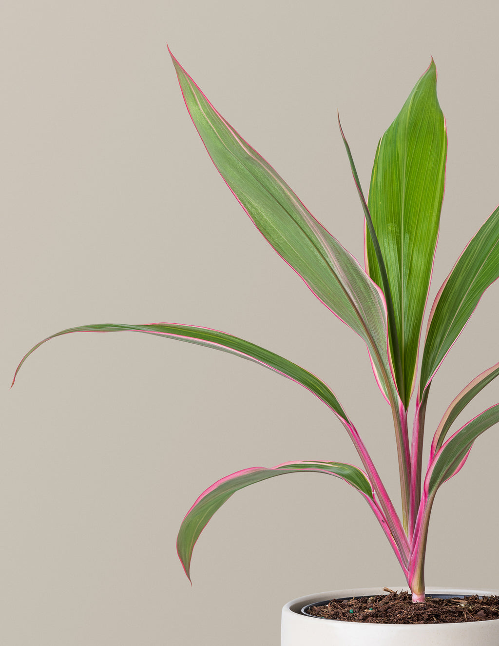Cordyline Pink Diamond
