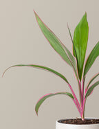 Cordyline Pink Diamond