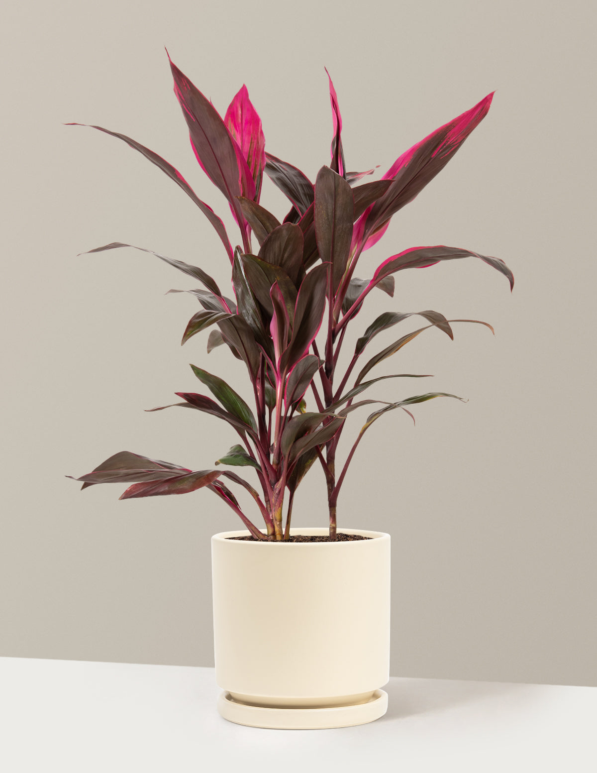 Large Cordyline Red Sister