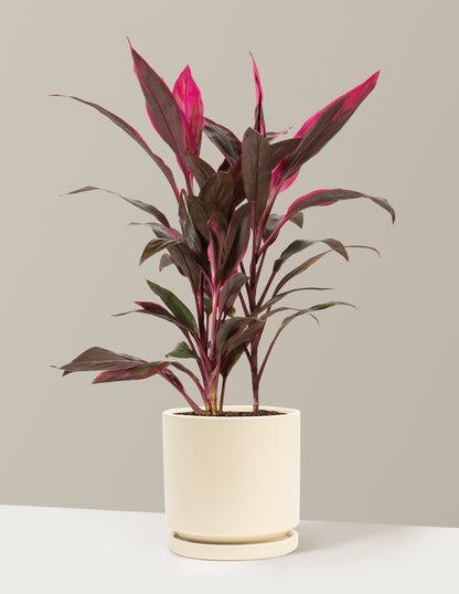 Large Cordyline Red Sister