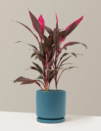 Large Cordyline Red Sister