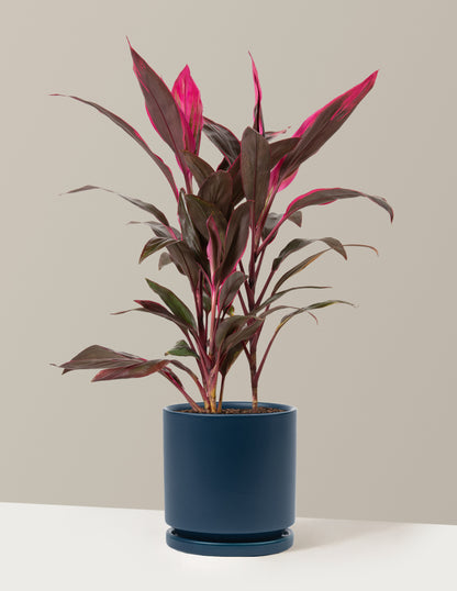 Large Cordyline Red Sister