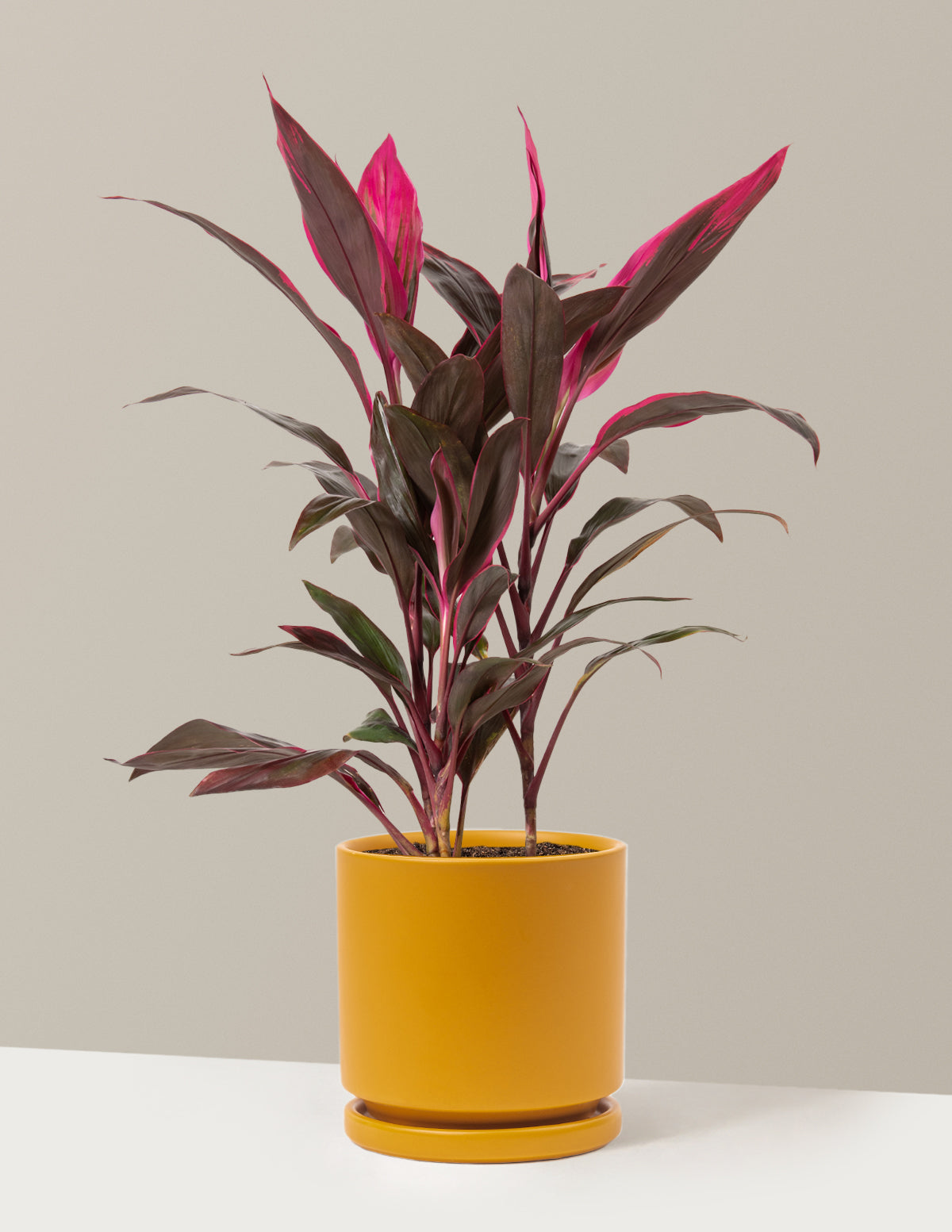 Large Cordyline Red Sister