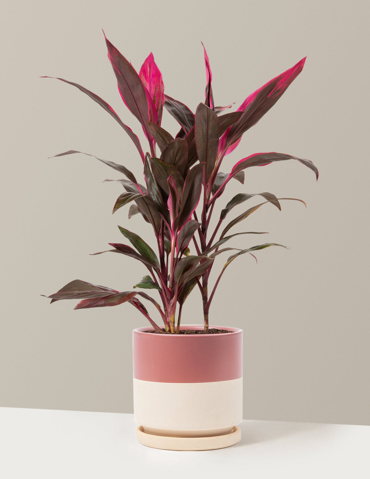 Large Cordyline Red Sister