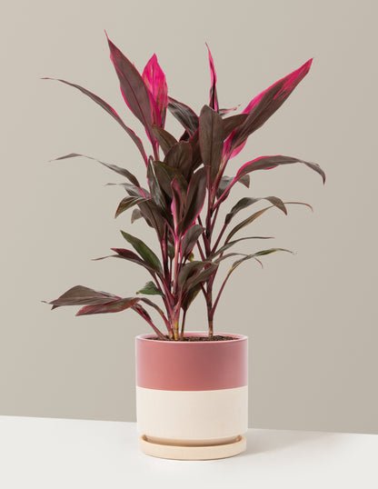 Large Cordyline Red Sister