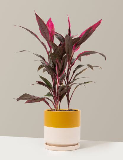 Large Cordyline Red Sister