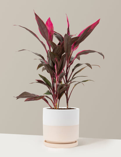 Large Cordyline Red Sister